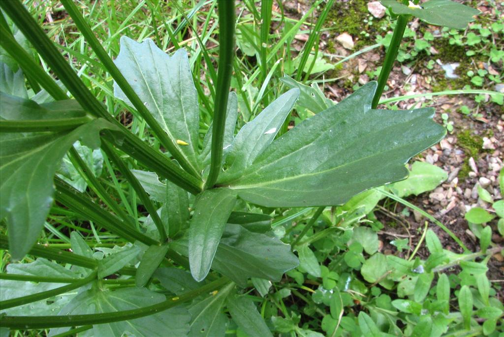 Barbarea vulgaris (door Bert Verbruggen)