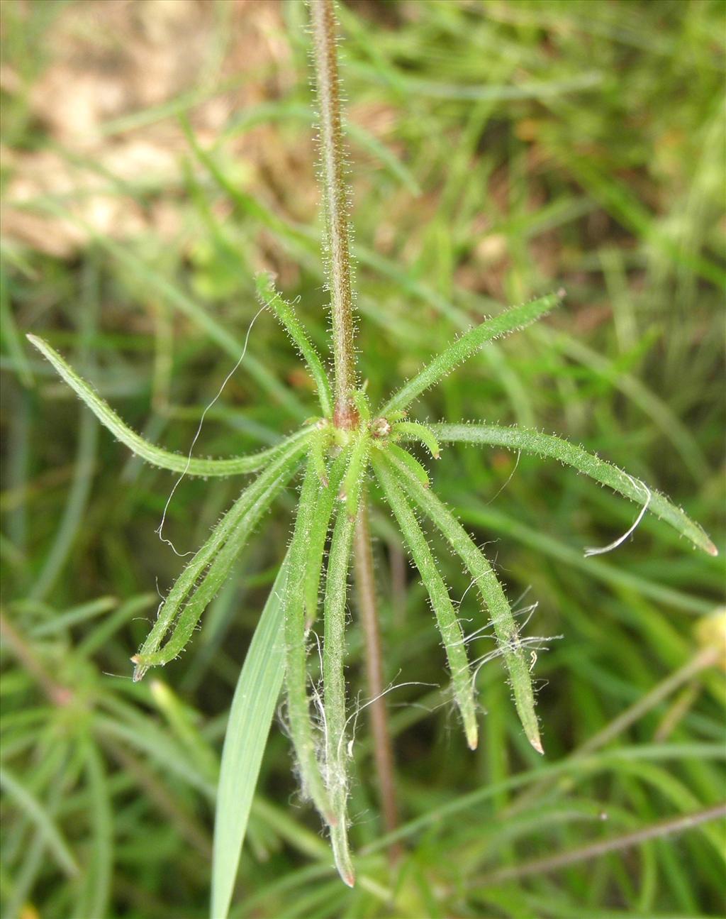 Spergula arvensis (door Bert Verbruggen)