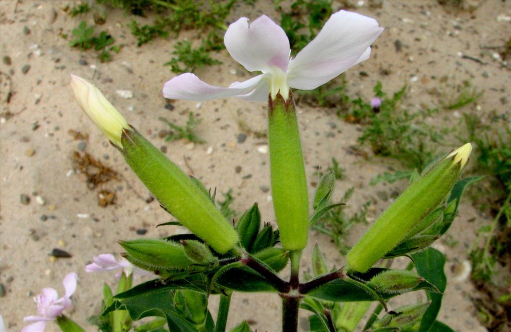 Saponaria officinalis (door Bert Verbruggen)