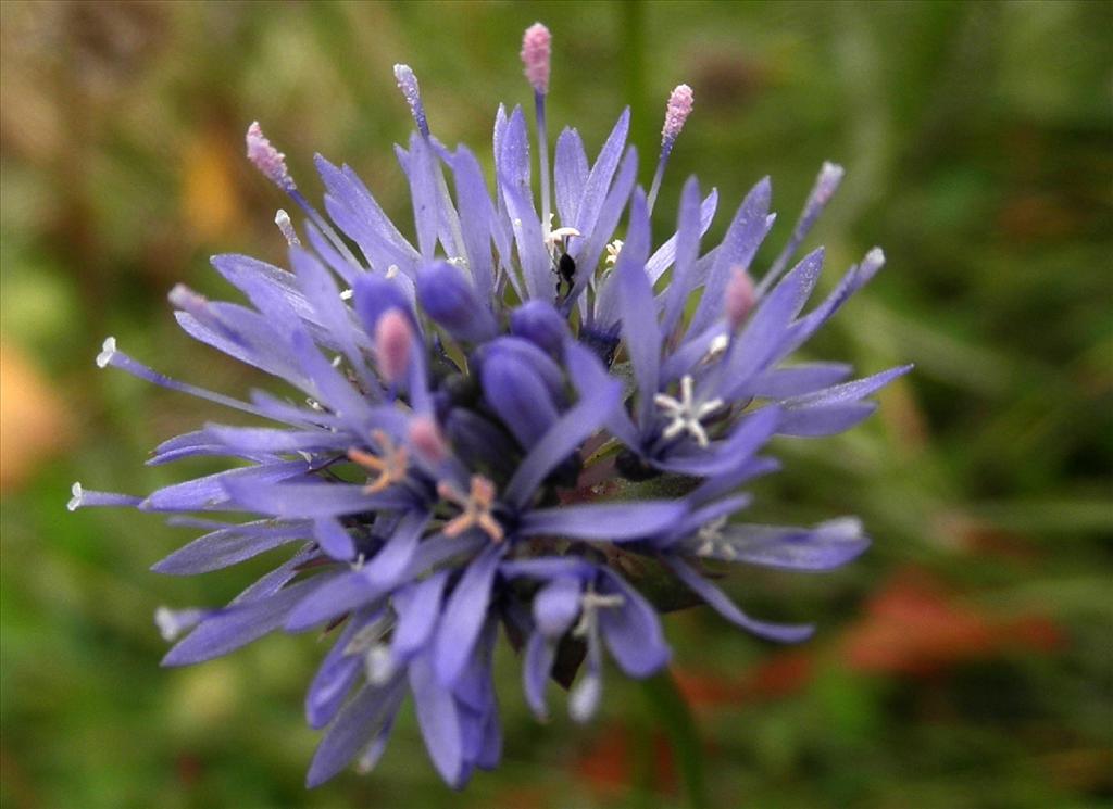 Jasione montana (door Bert Verbruggen)