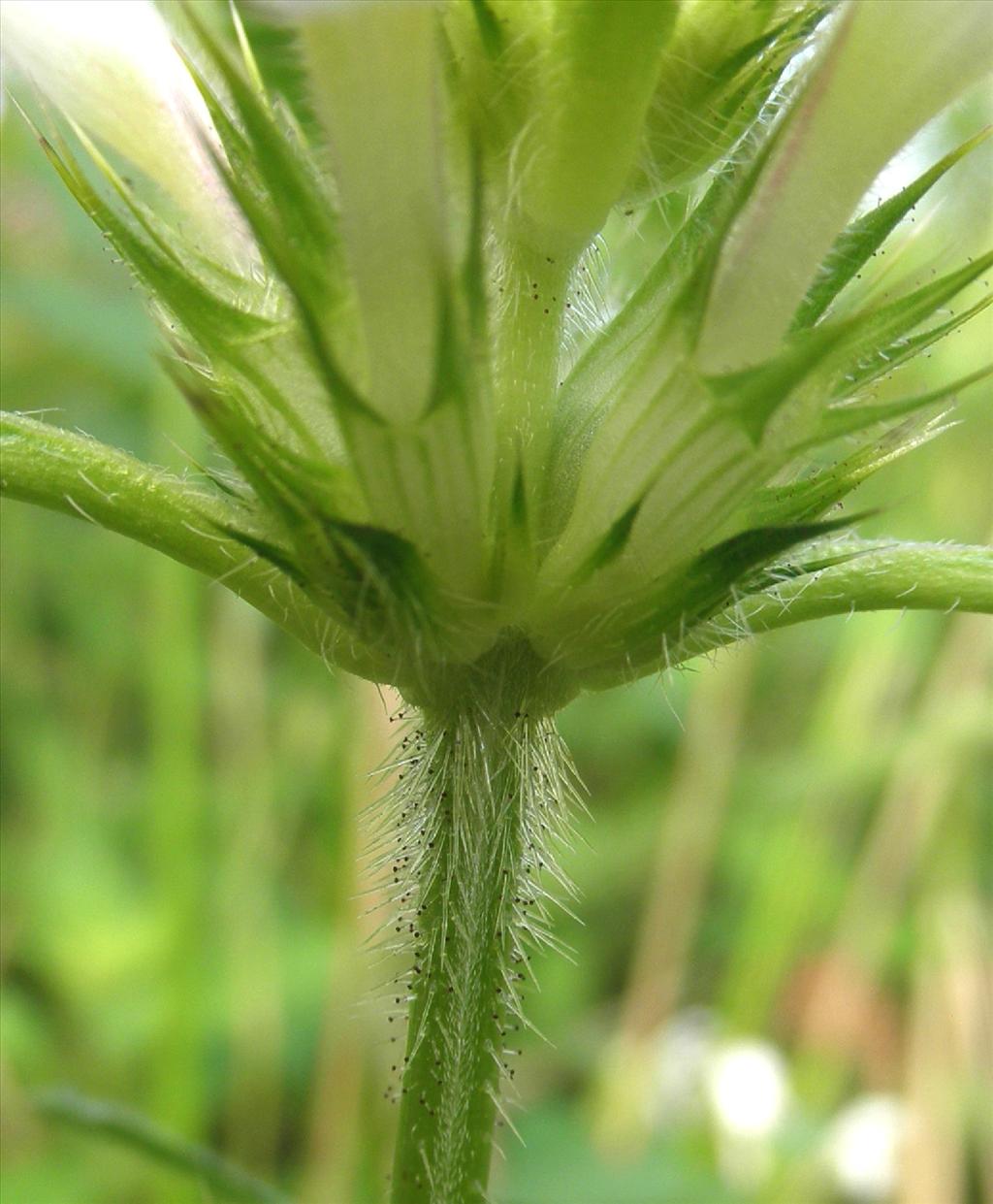 Galeopsis tetrahit (door Bert Verbruggen)