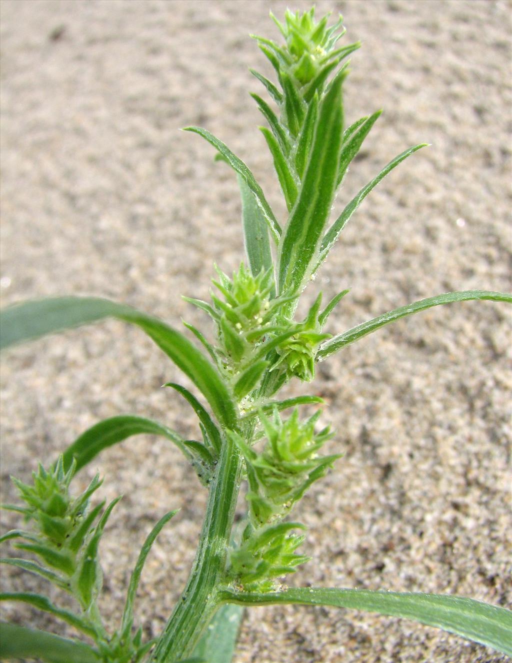 Corispermum pallasii (door Bert Verbruggen)