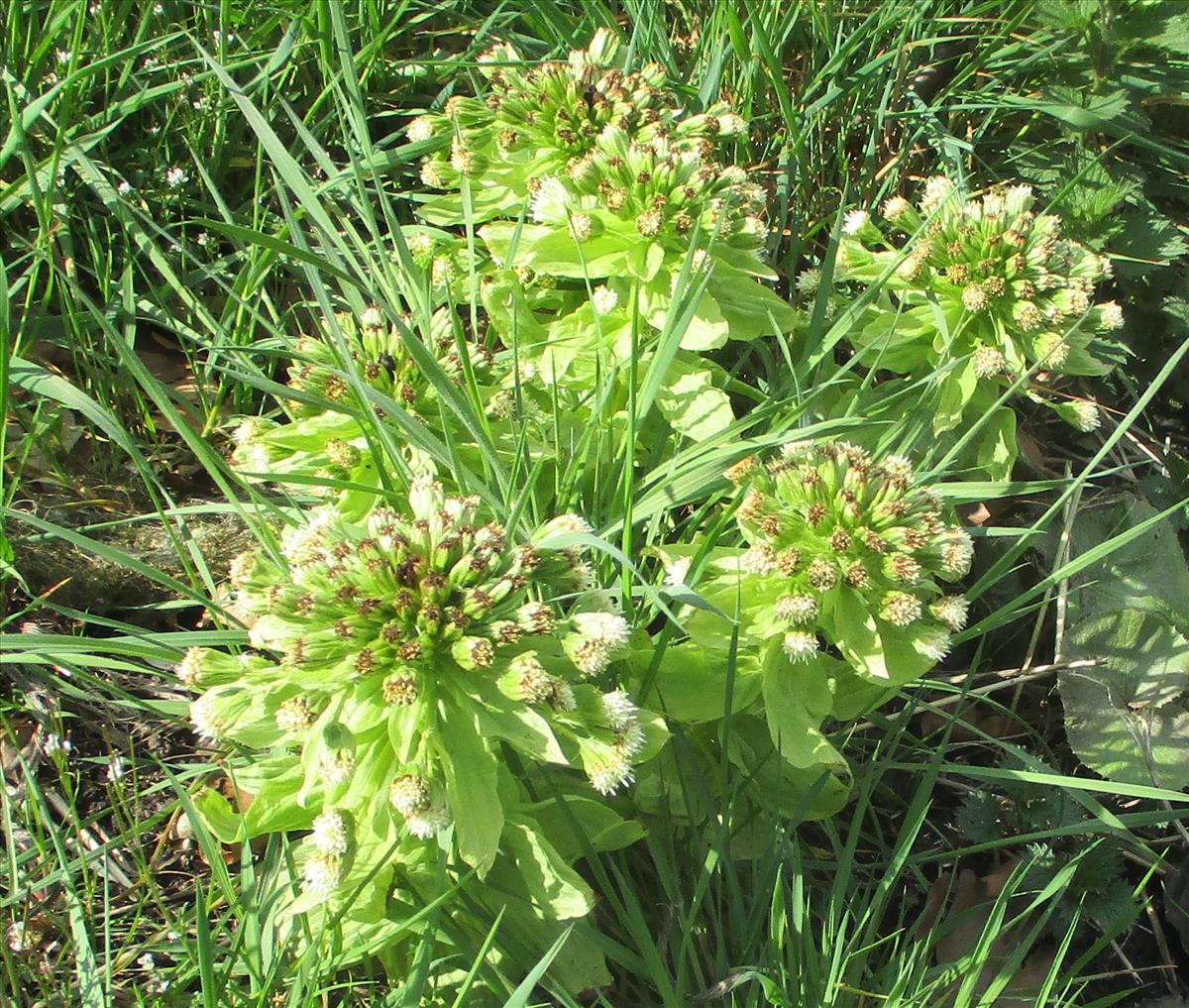 Petasites albus (door Toon Verrijdt)