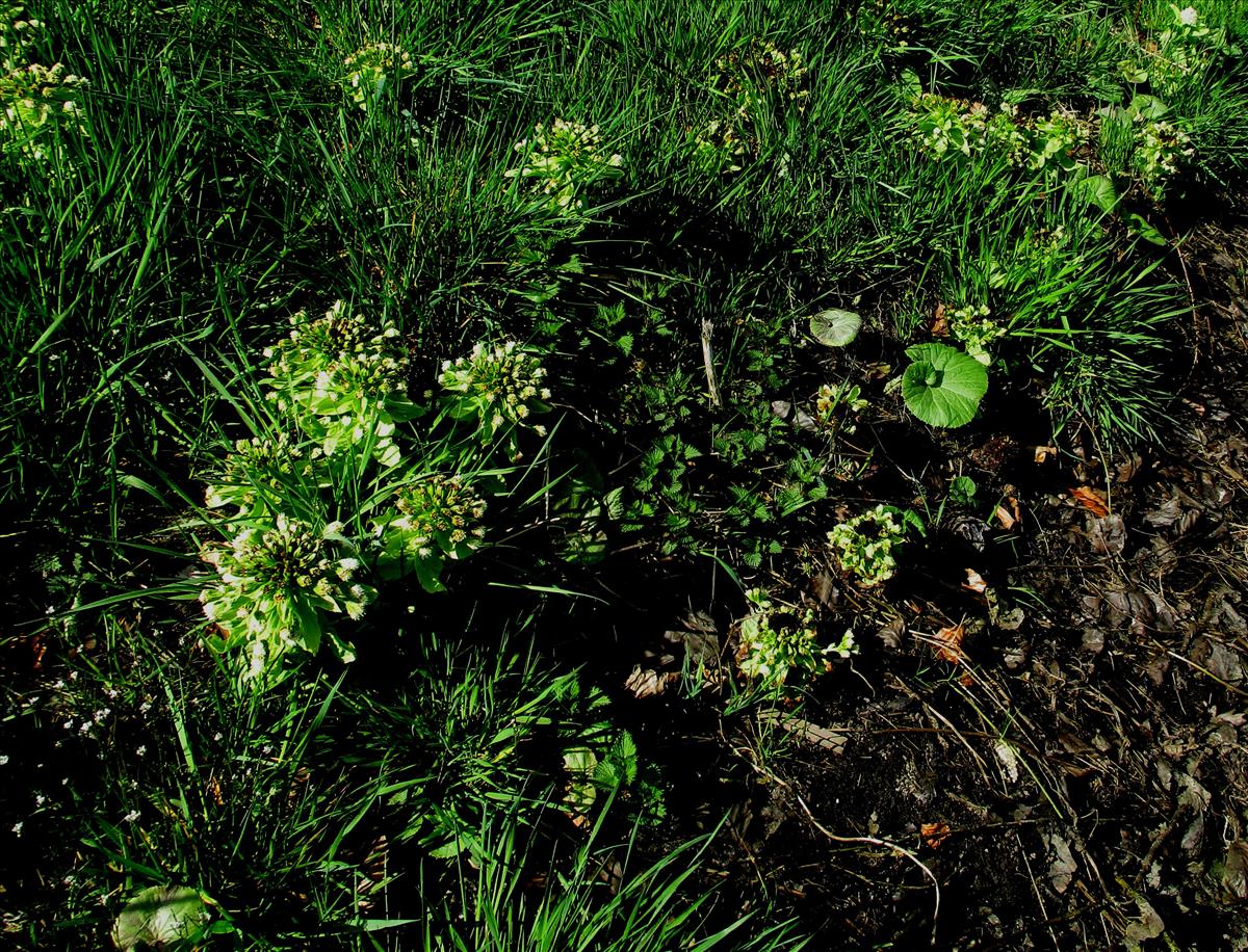 Petasites albus (door Toon Verrijdt)