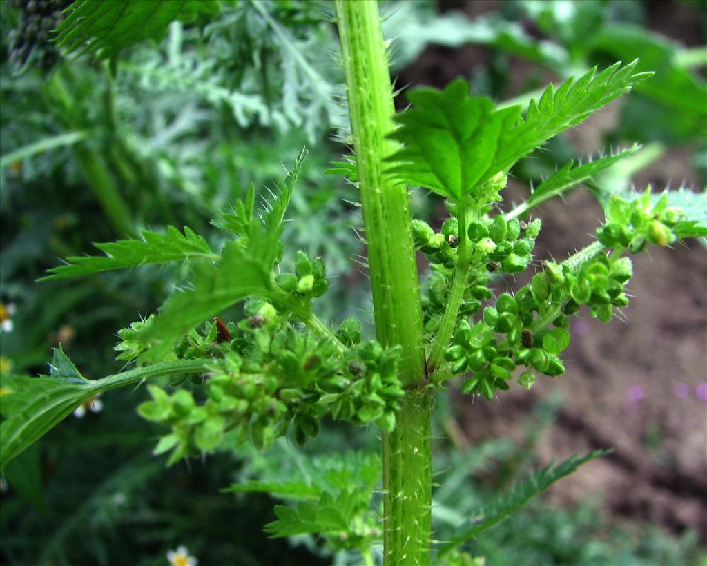 Urtica urens (door Bert Verbruggen)