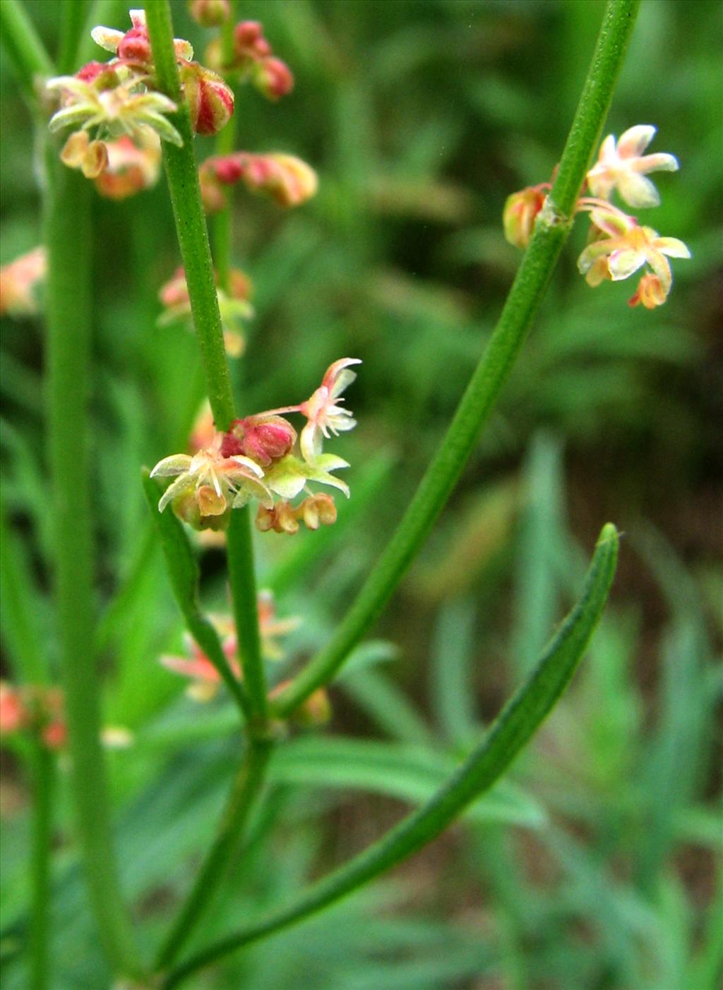 Rumex acetosella (door Bert Verbruggen)