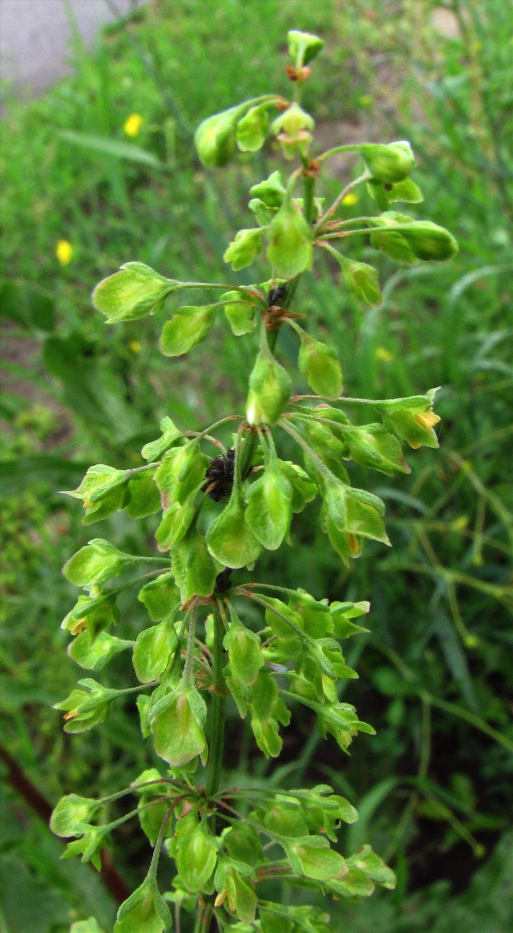 Rumex crispus (door Bert Verbruggen)