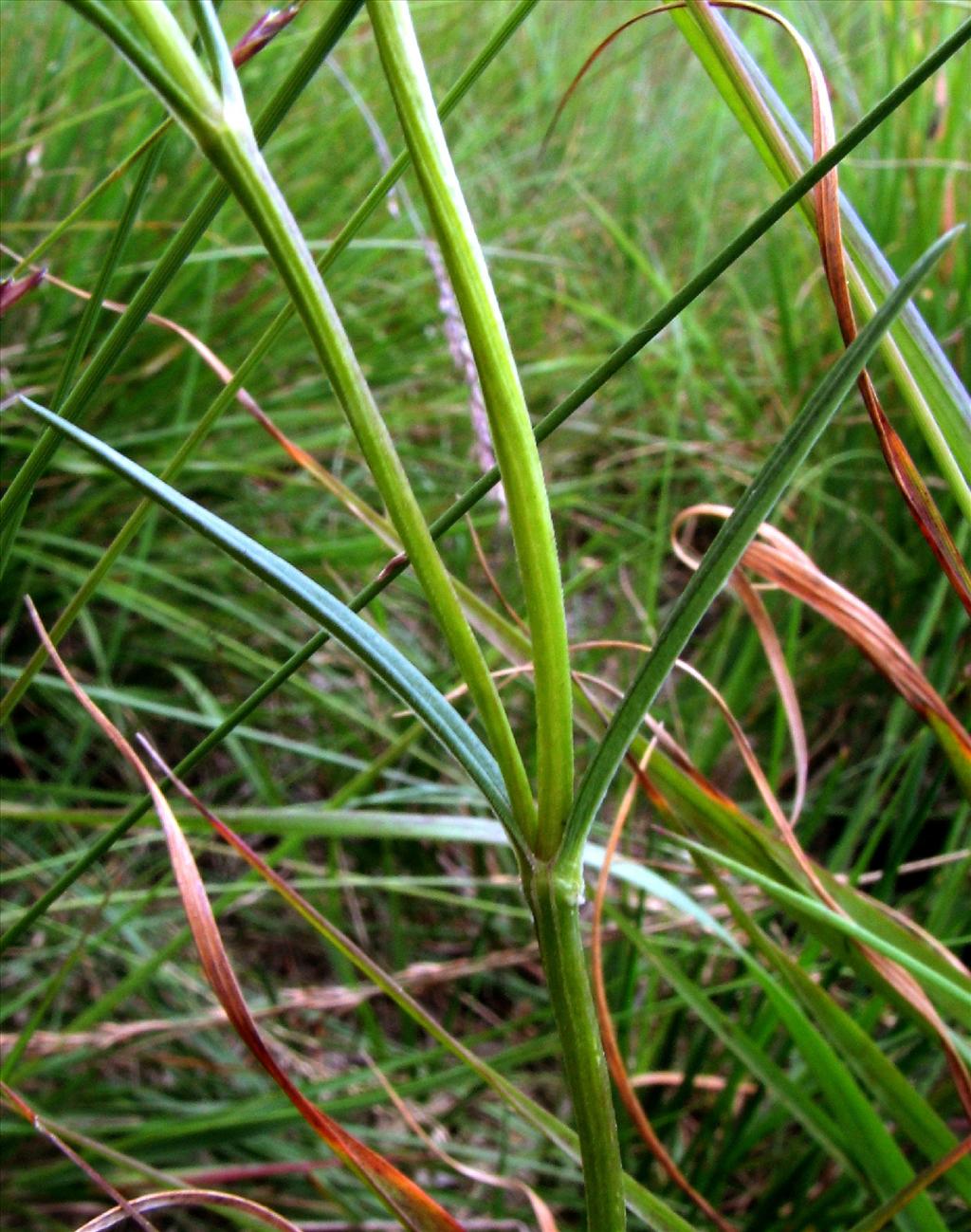 Gentiana pneumonanthe (door Bert Verbruggen)