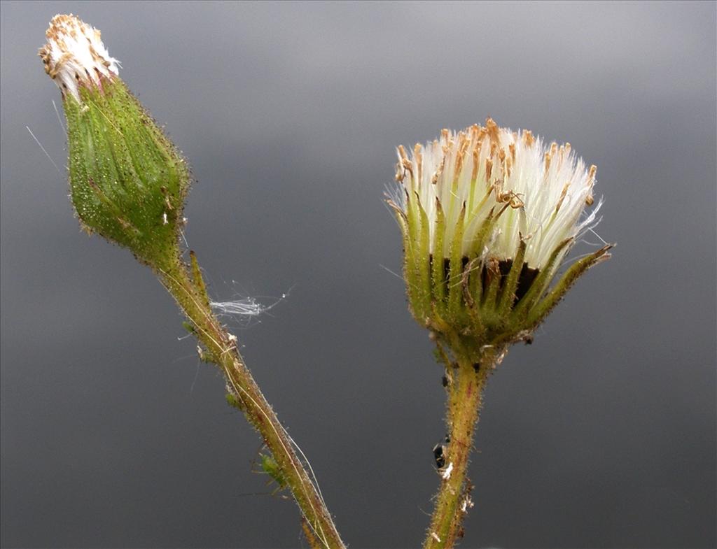 Senecio viscosus (door Bert Verbruggen)