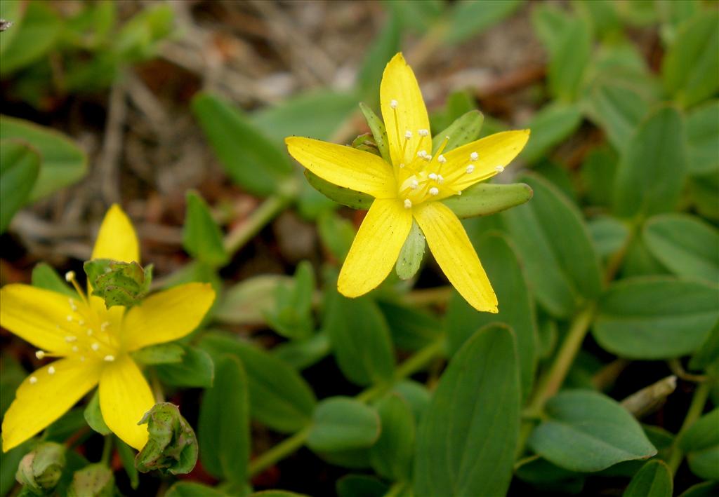 Hypericum humifusum (door Bert Verbruggen)