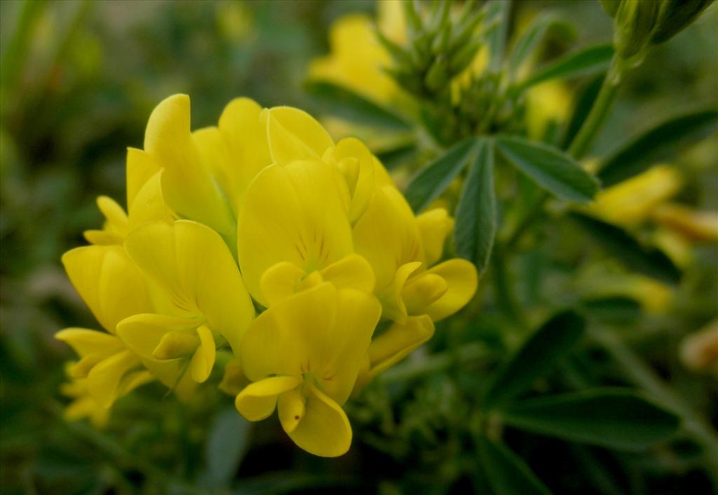 Medicago falcata (door Bert Verbruggen)