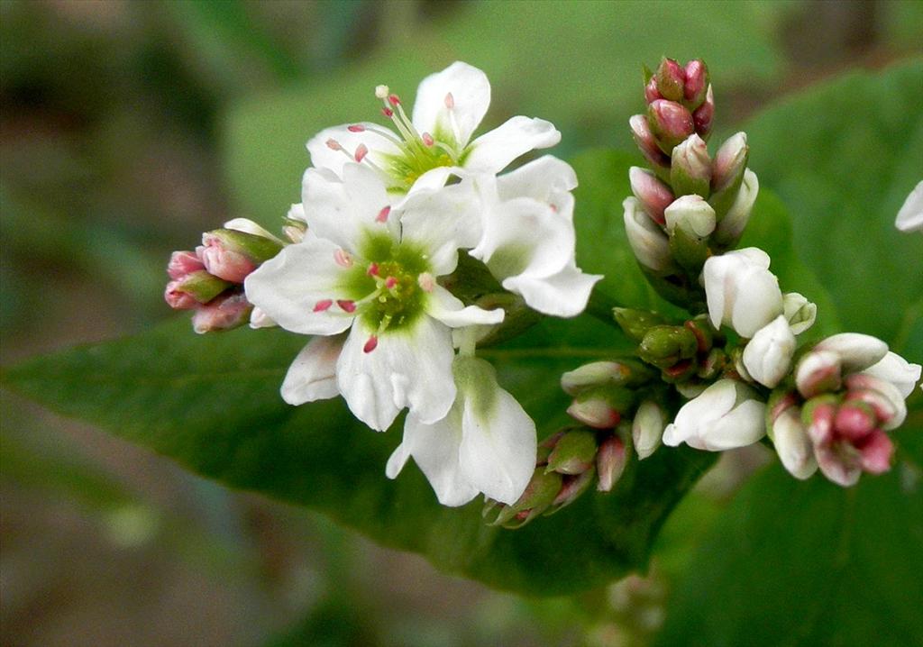 Fagopyrum esculentum (door Bert Verbruggen)