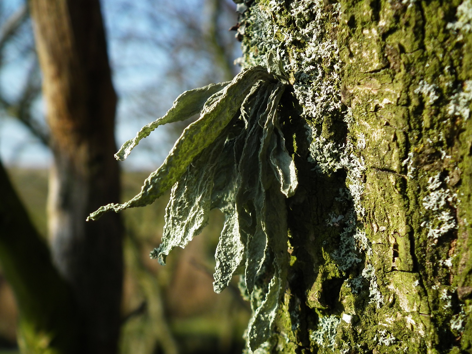 Ramalina fraxinea (door theo kiewiet)