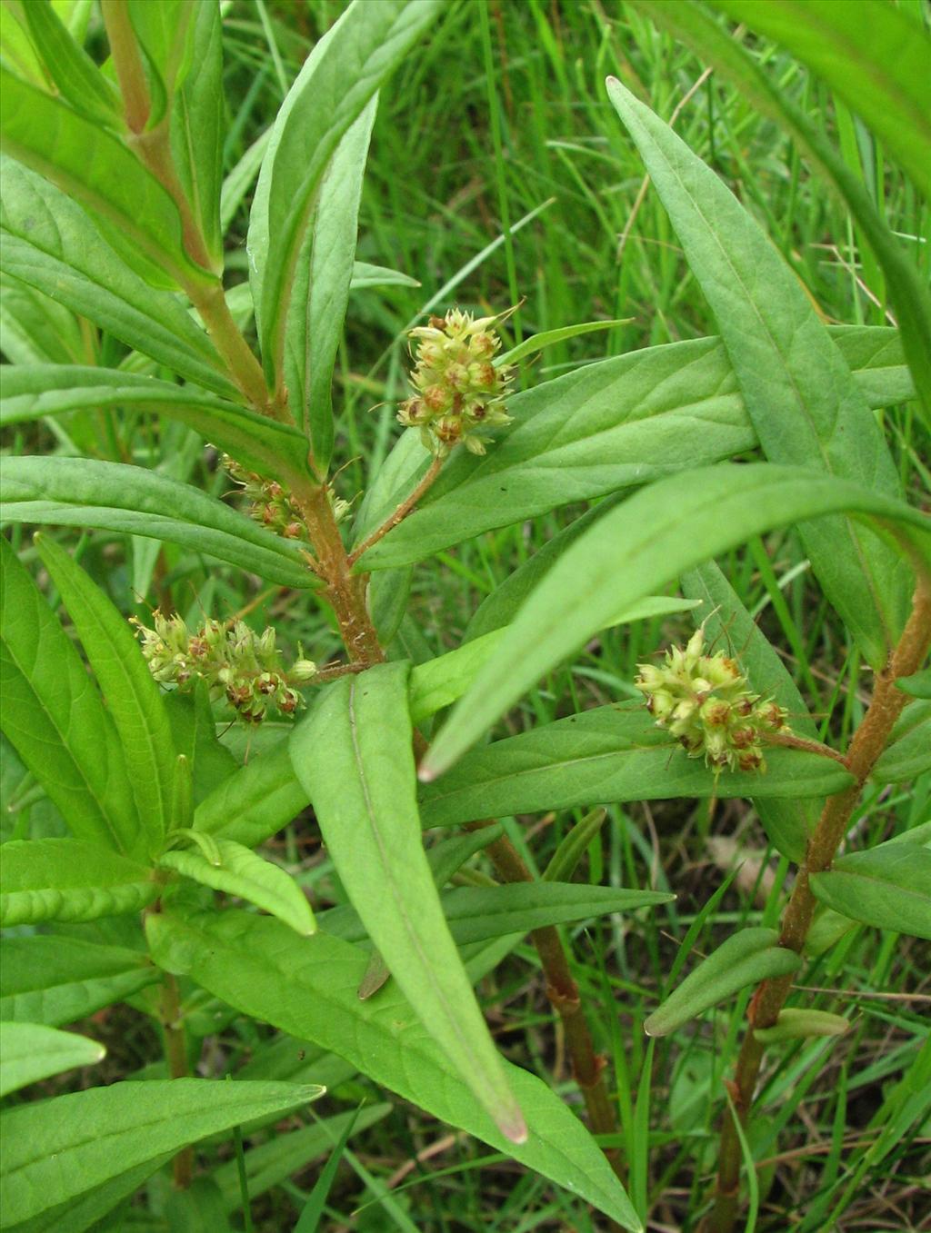 Lysimachia thyrsiflora (door Bert Verbruggen)