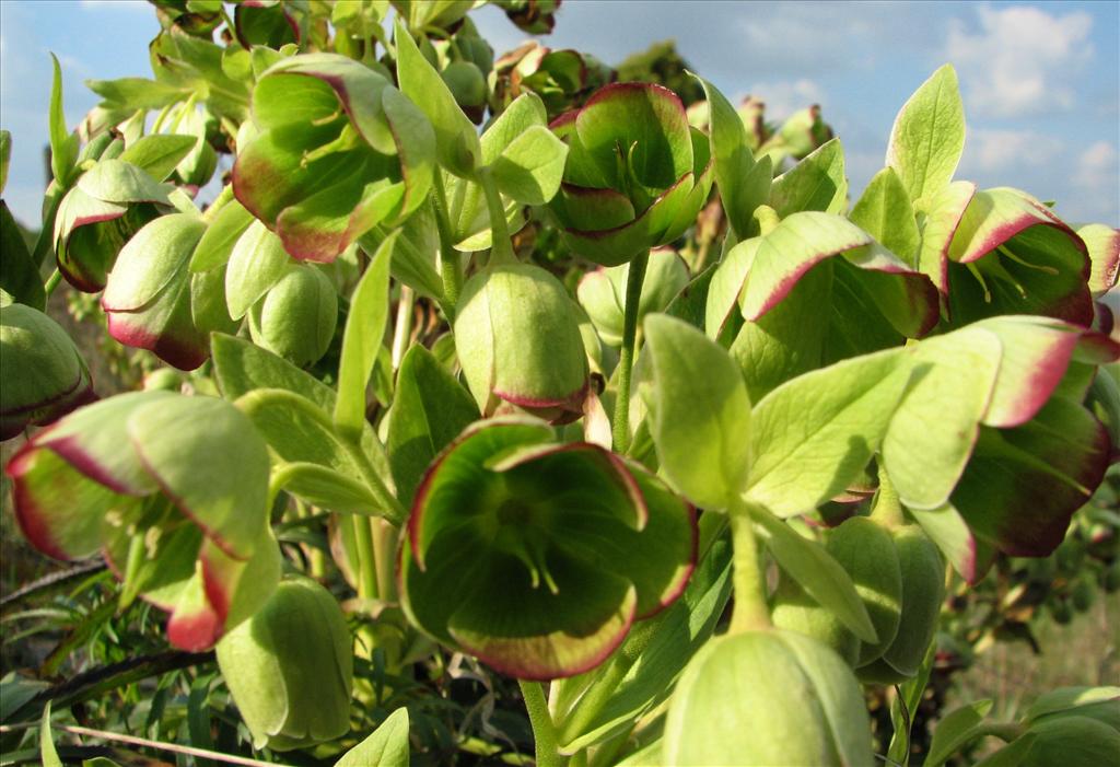 Helleborus foetidus (door Bert Verbruggen)