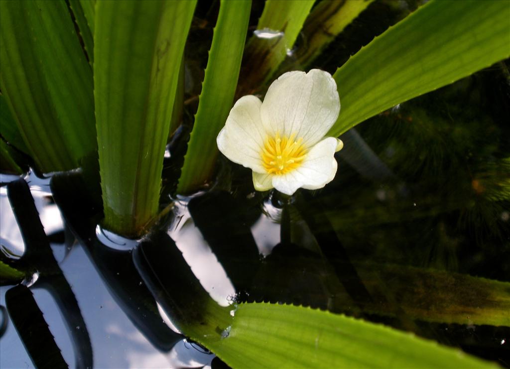 Stratiotes aloides (door Bert Verbruggen)