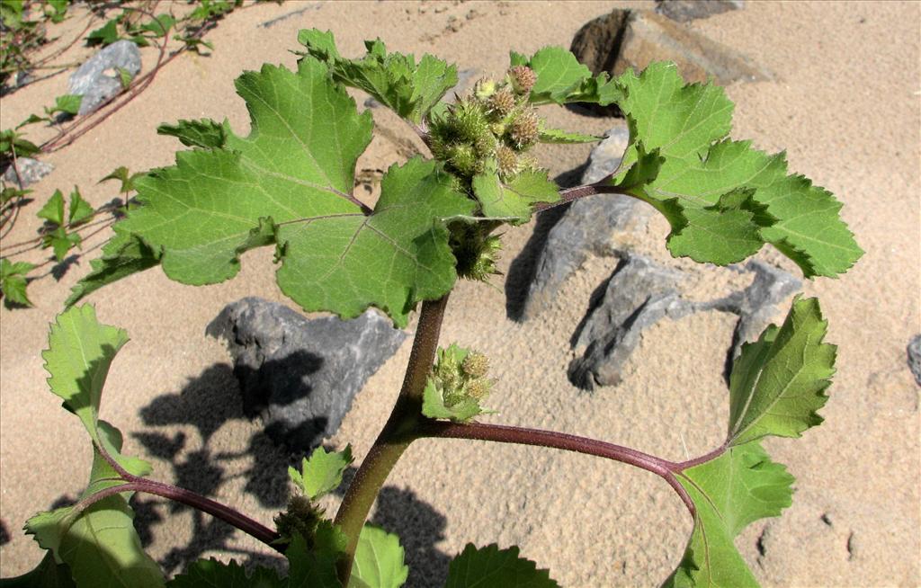 Xanthium orientale/strumarium (door Bert Verbruggen)