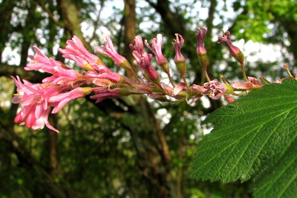 Ribes sanguineum (door Bert Verbruggen)