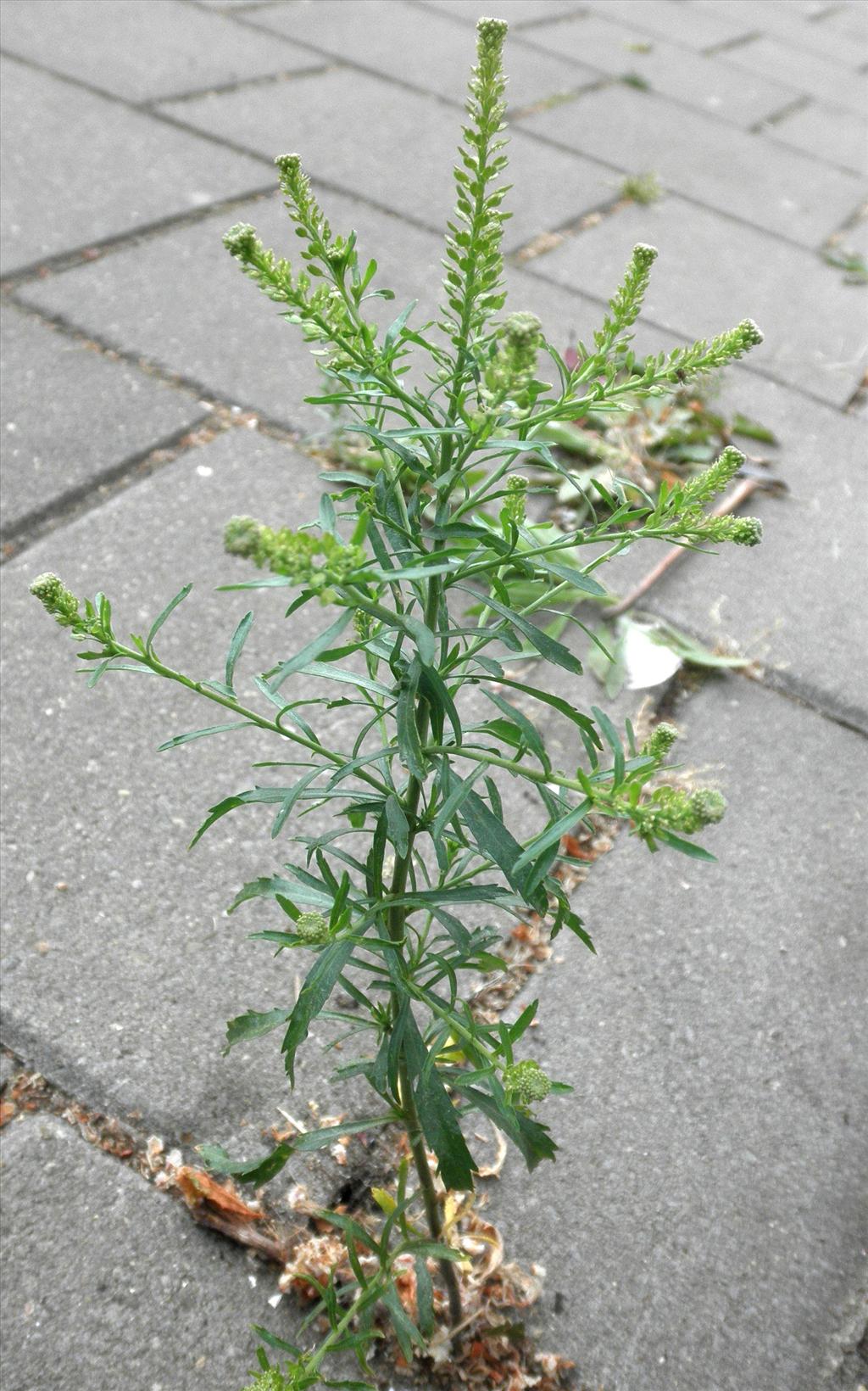 Lepidium densiflorum (door Bert Verbruggen)