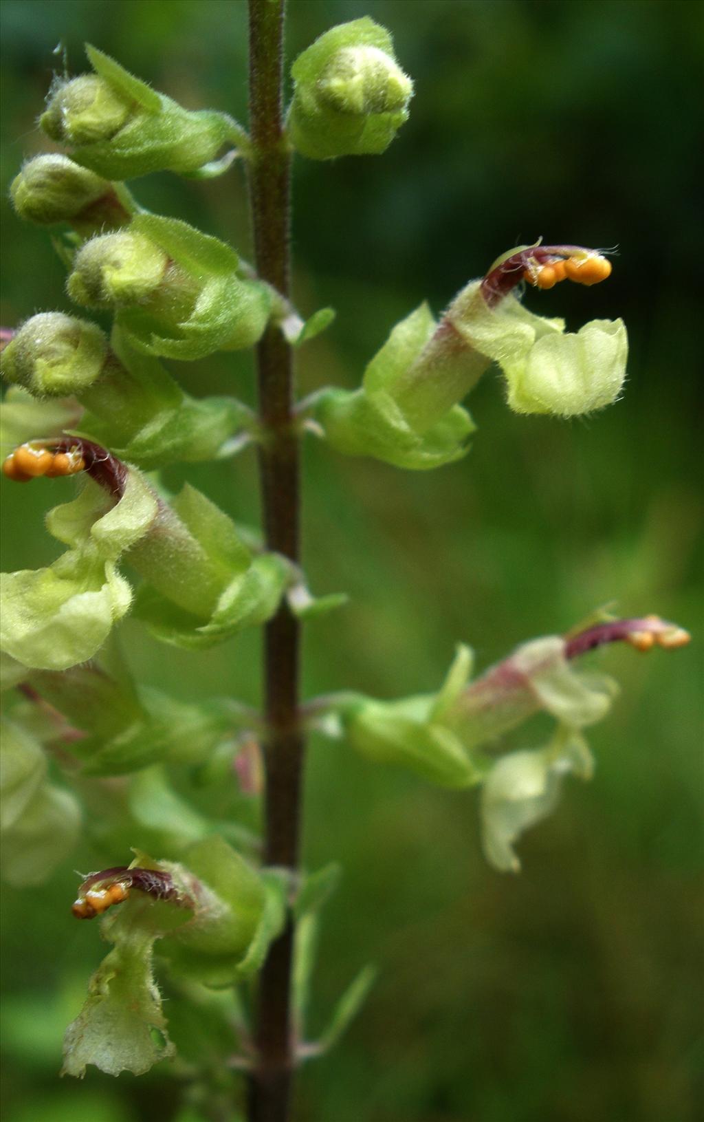 Teucrium scorodonia (door Bert Verbruggen)