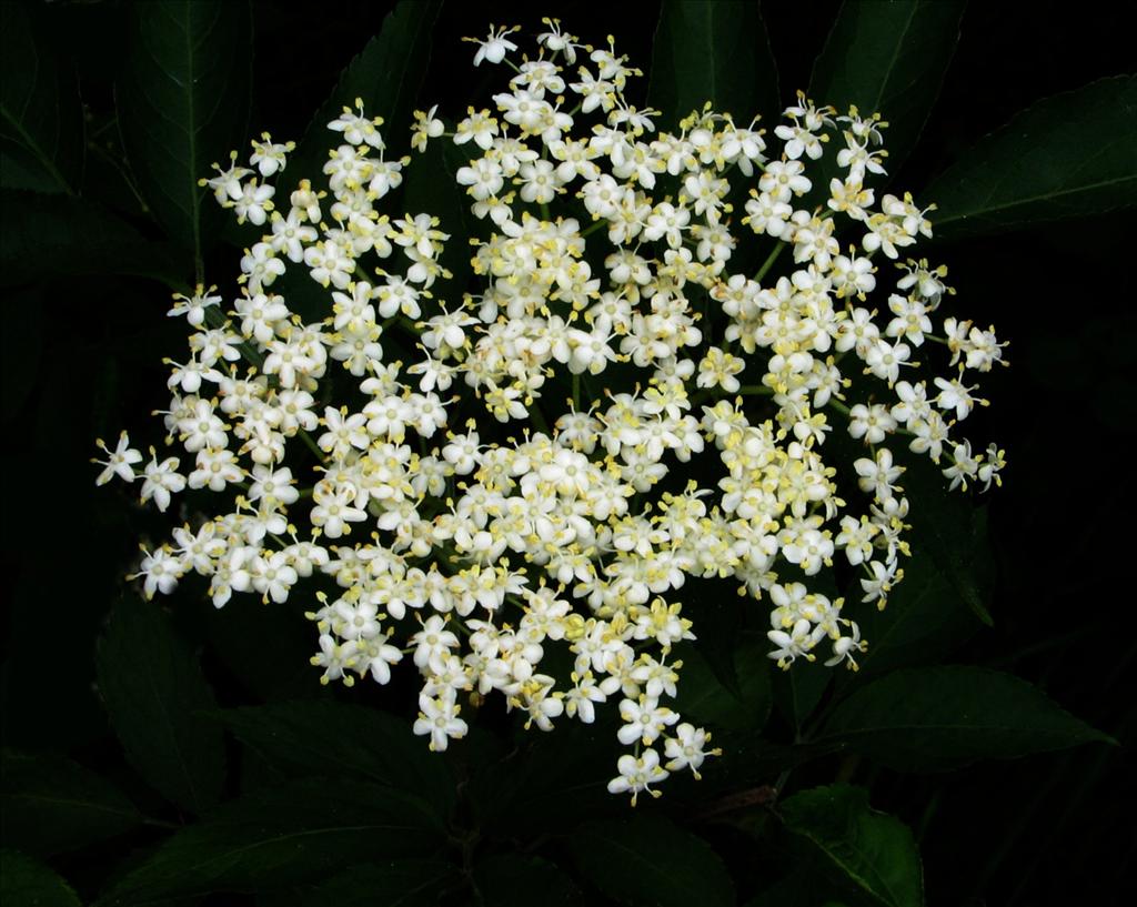 Sambucus nigra (door Bert Verbruggen)