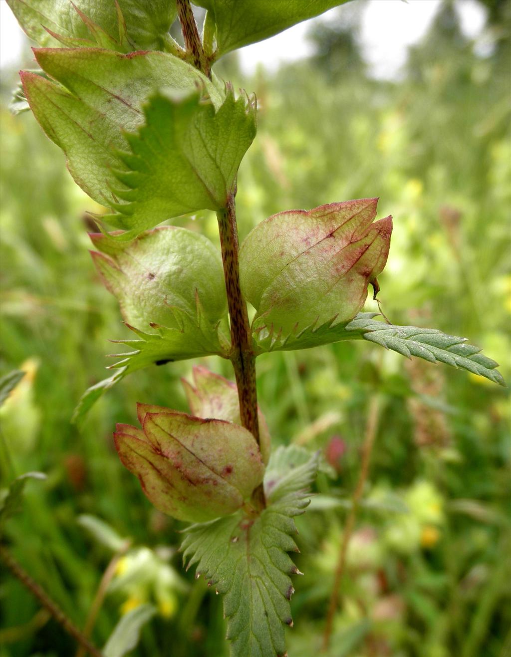 Rhinanthus angustifolius (door Bert Verbruggen)