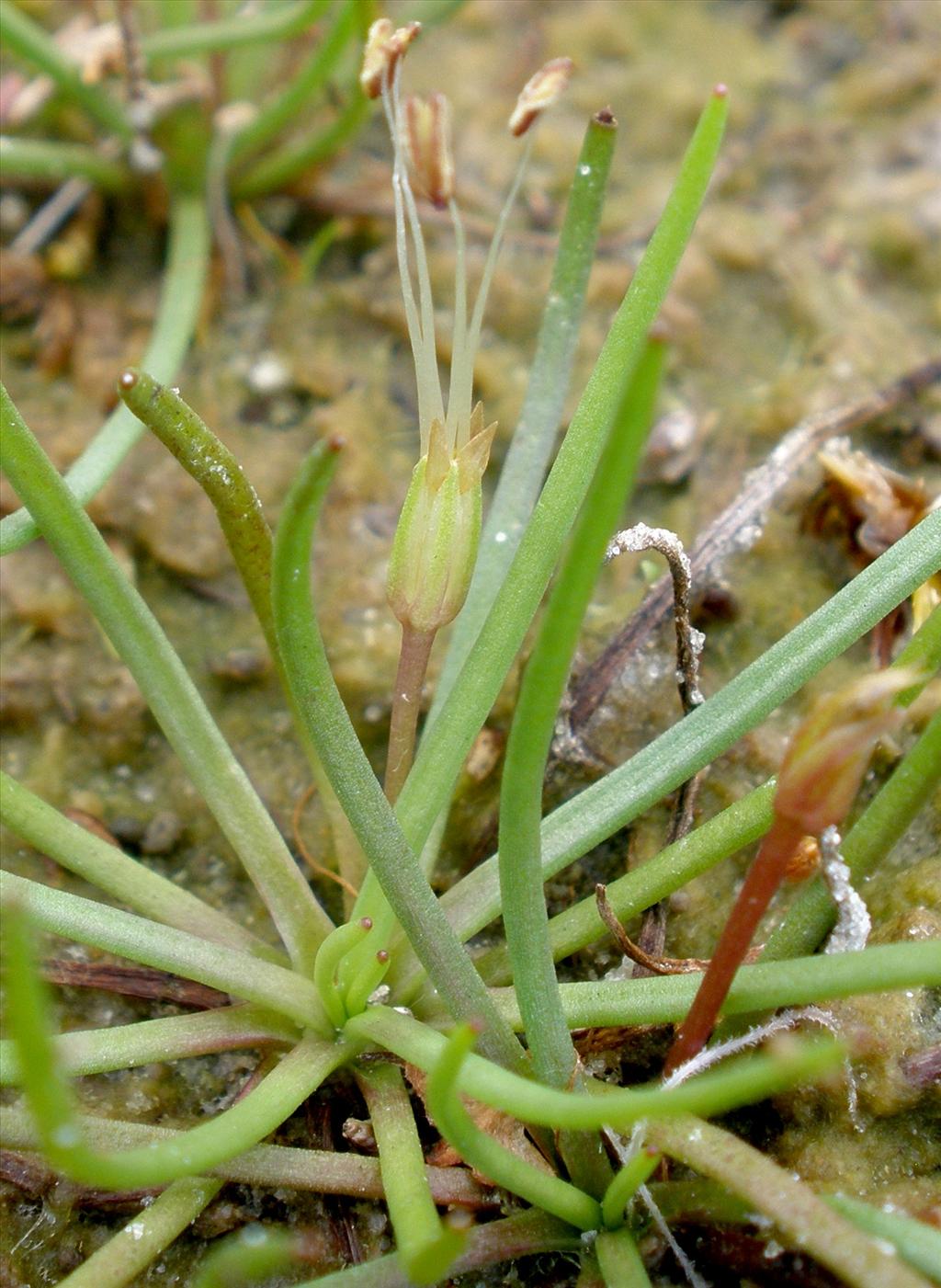 Littorella uniflora (door Bert Verbruggen)