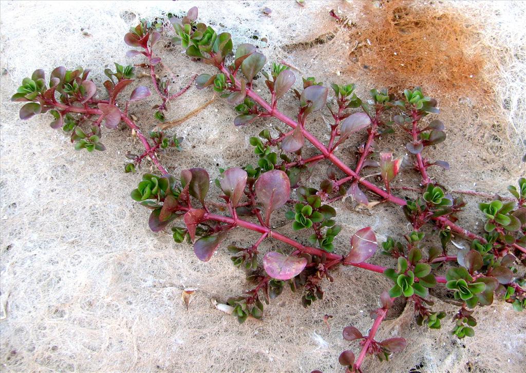 Lythrum portula (door Bert Verbruggen)