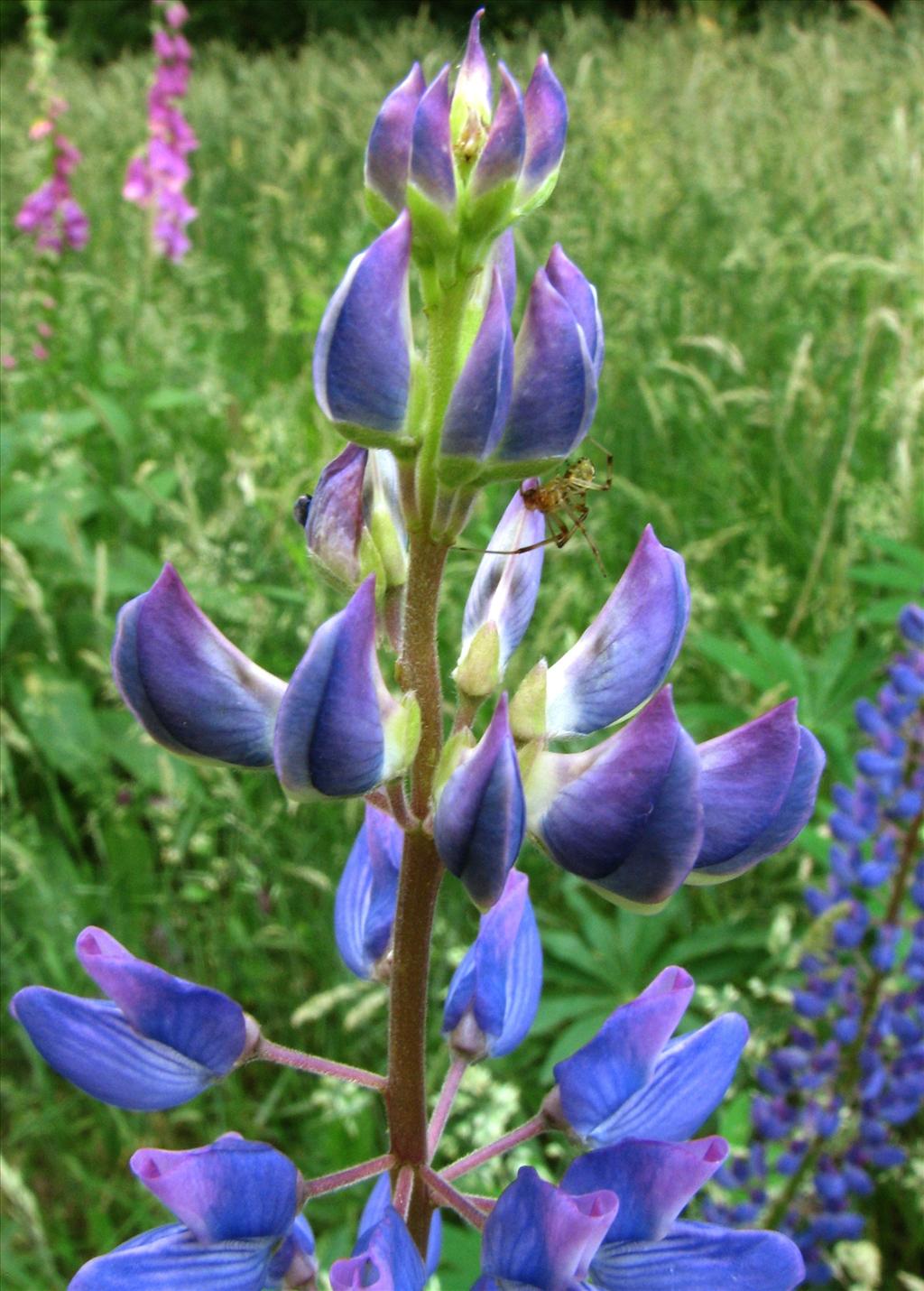 Lupinus polyphyllus (door Bert Verbruggen)