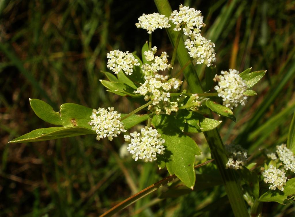 Apium graveolens (door Bert Verbruggen)