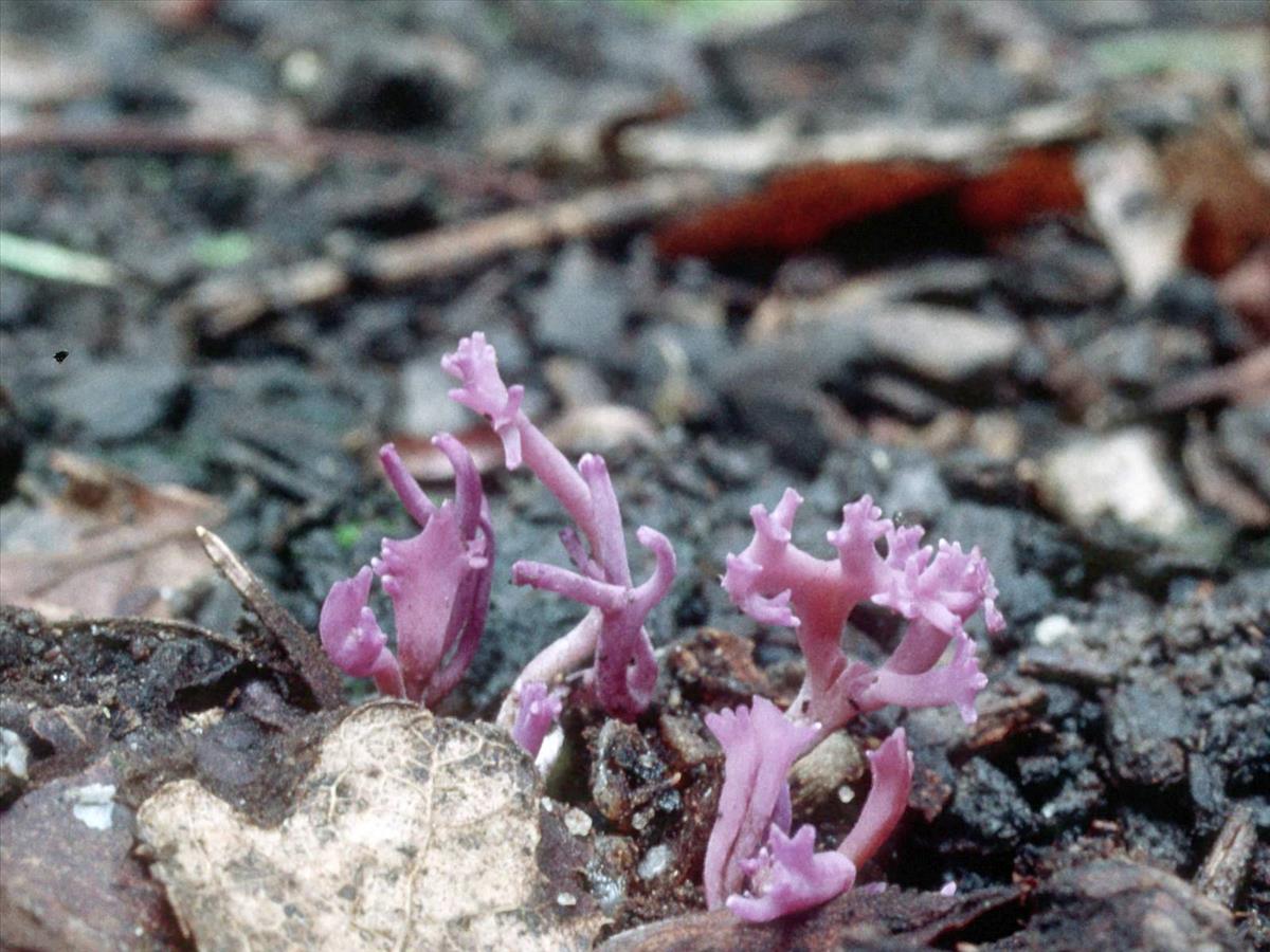 Ramariopsis pulchella (door Grieta Fransen)