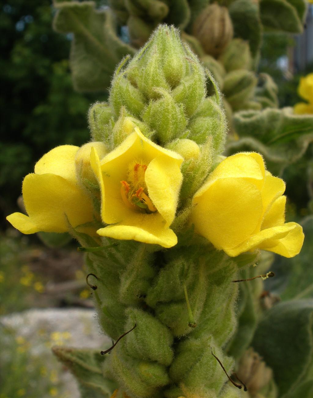 Verbascum thapsus (door Bert Verbruggen)