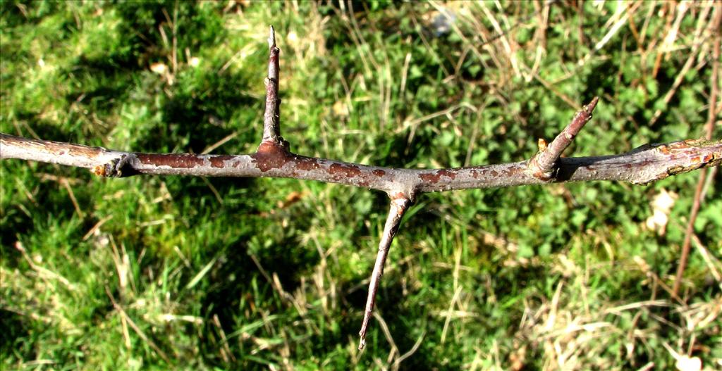 Prunus spinosa (door Bert Verbruggen)