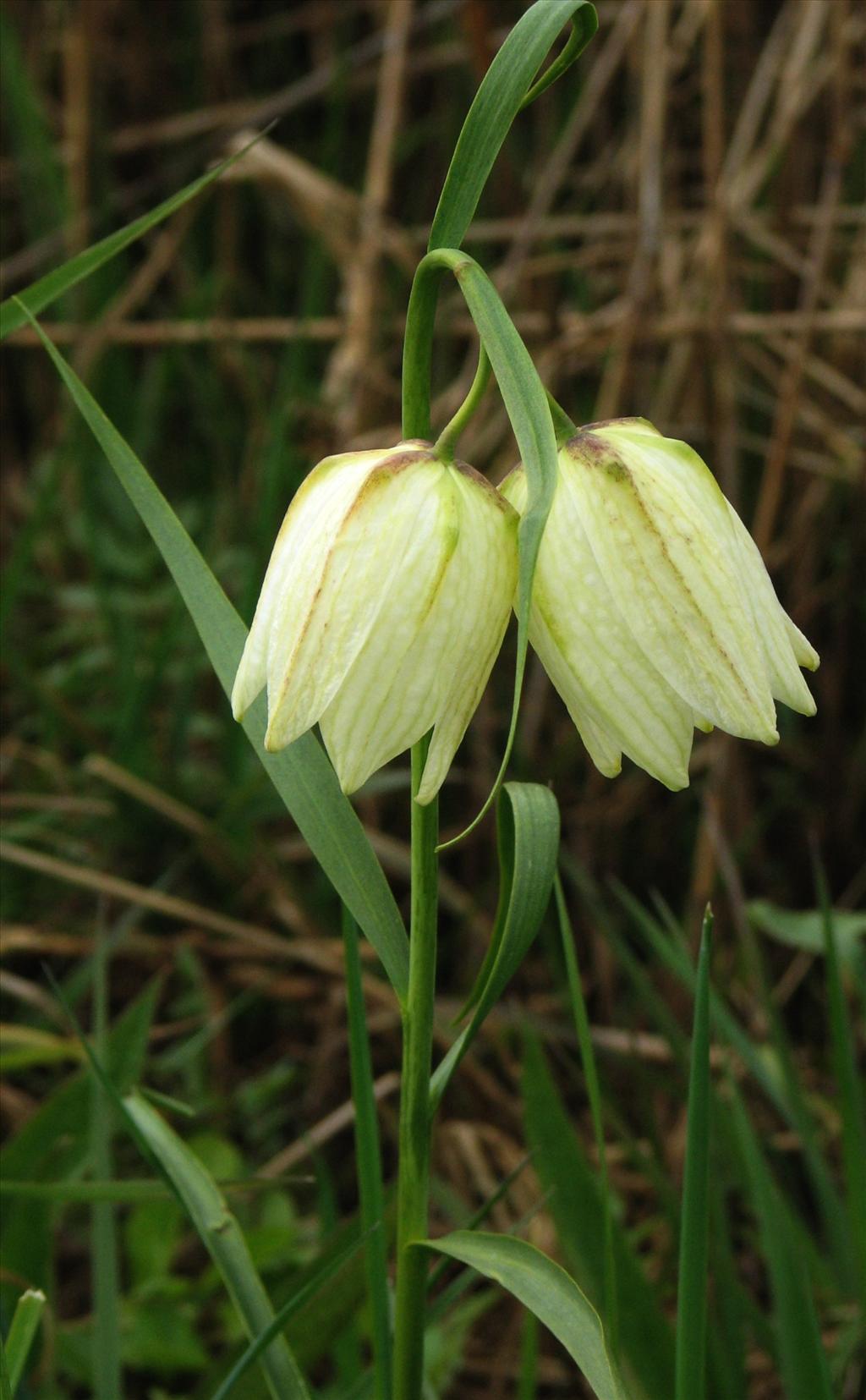 Fritillaria meleagris (door Bert Verbruggen)