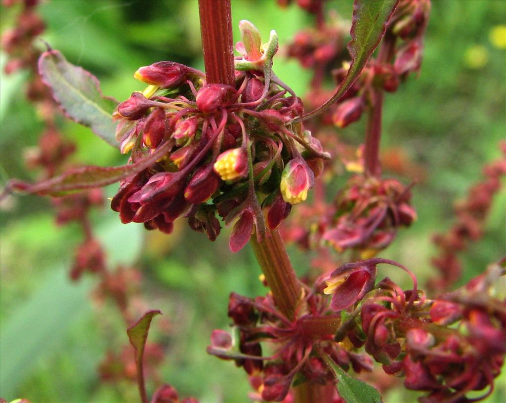 Rumex obtusifolius (door Bert Verbruggen)