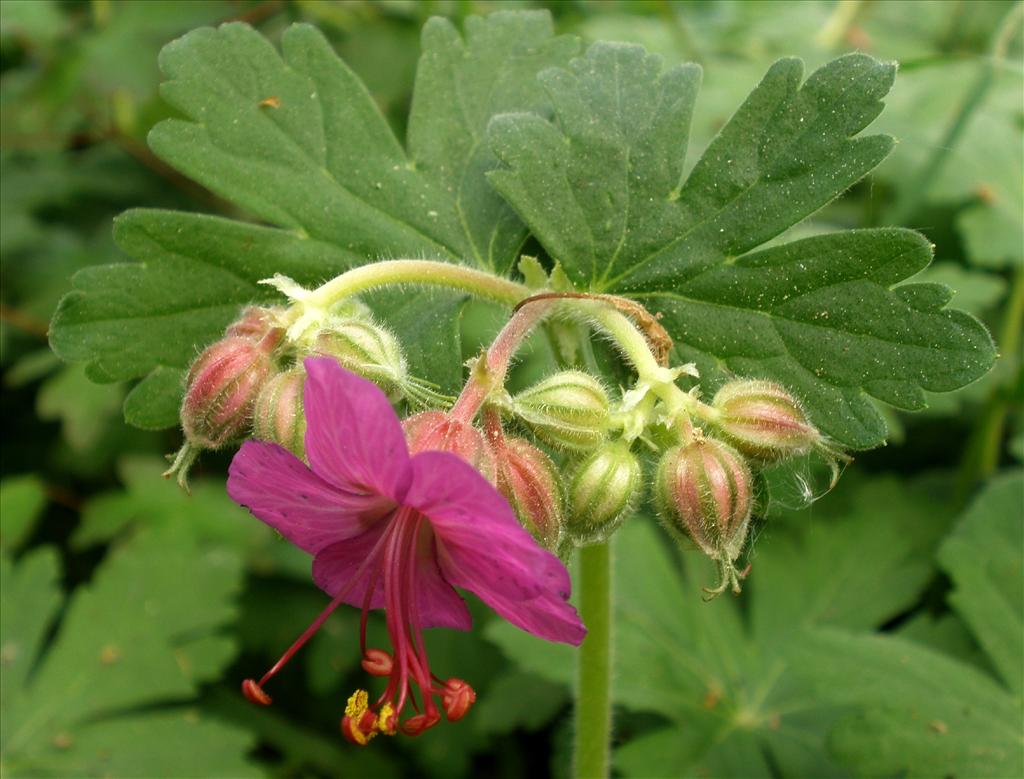 Geranium macrorrhizum (door Bert Verbruggen)