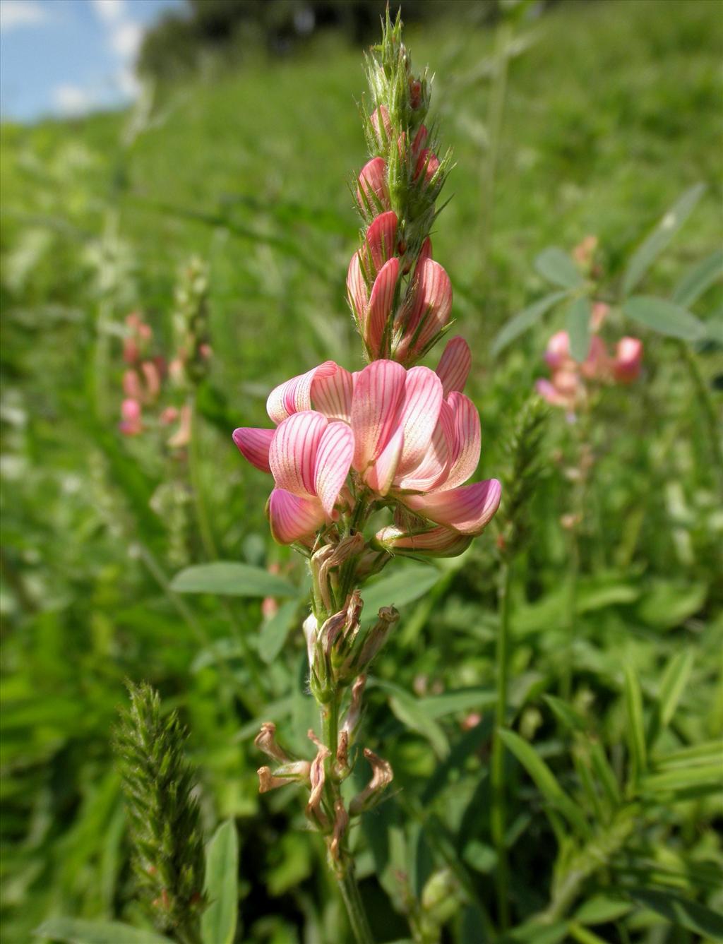 Onobrychis viciifolia (door Bert Verbruggen)