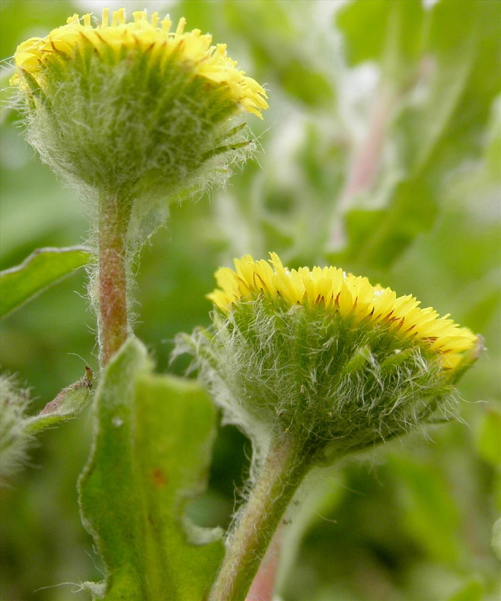 Pulicaria vulgaris (door Bert Verbruggen)