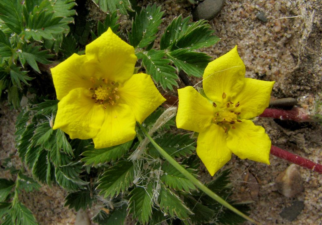 Potentilla anserina (door Bert Verbruggen)