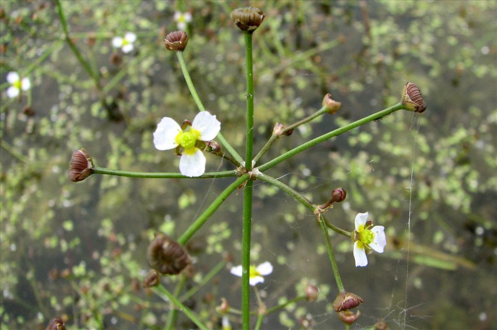 Alisma gramineum (door Bert Verbruggen)