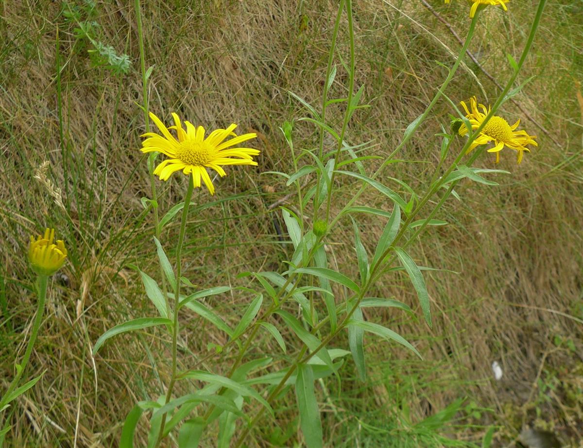 Buphthalmum salicifolium (door Jelle van Dijk)