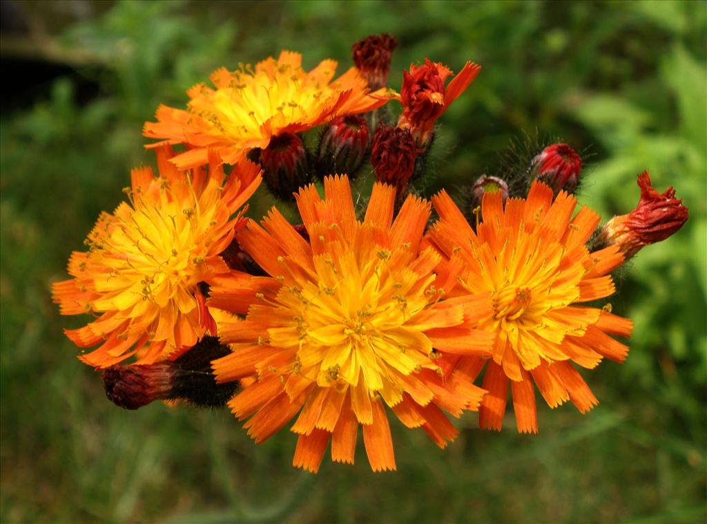 Pilosella aurantiaca (door Bert Verbruggen)