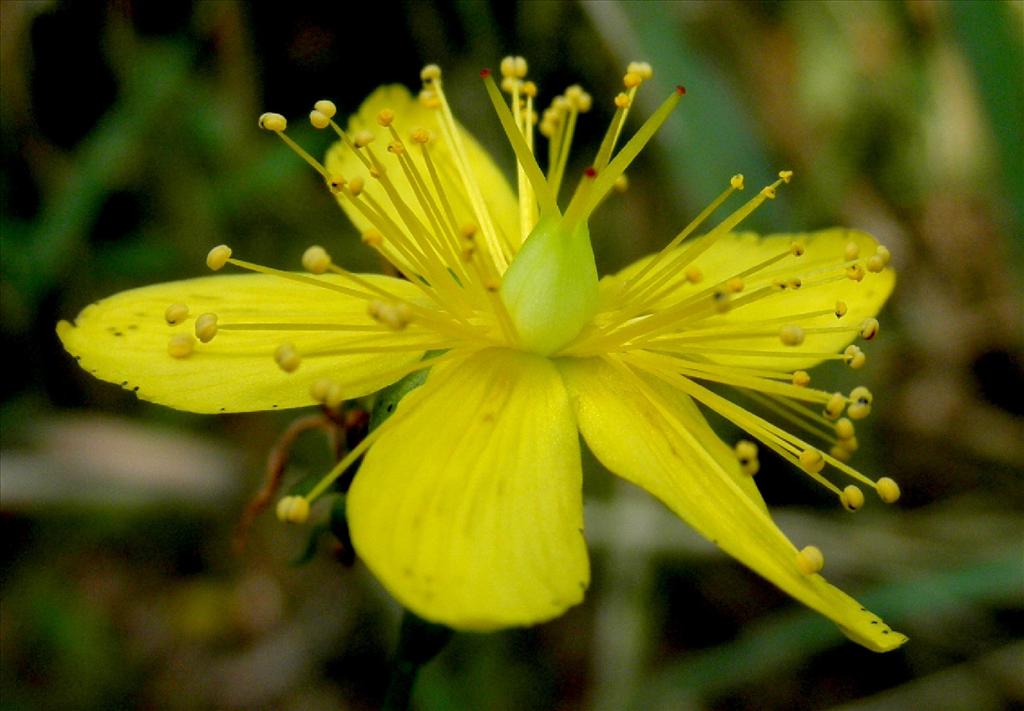 Hypericum perforatum (door Bert Verbruggen)