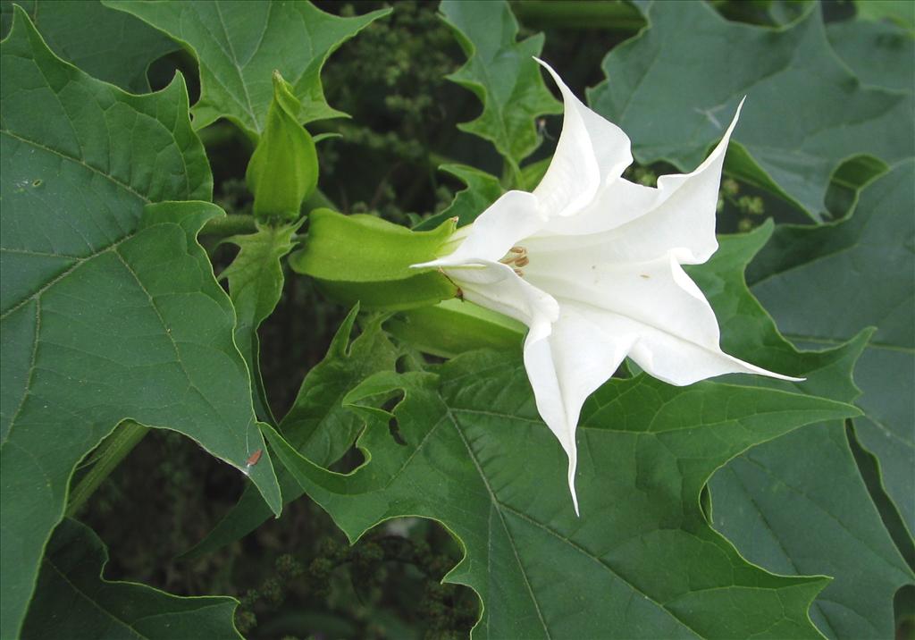 Datura stramonium (door Bert Verbruggen)