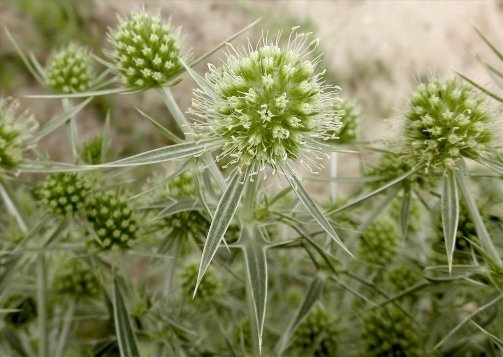 Eryngium campestre (door Bert Verbruggen)