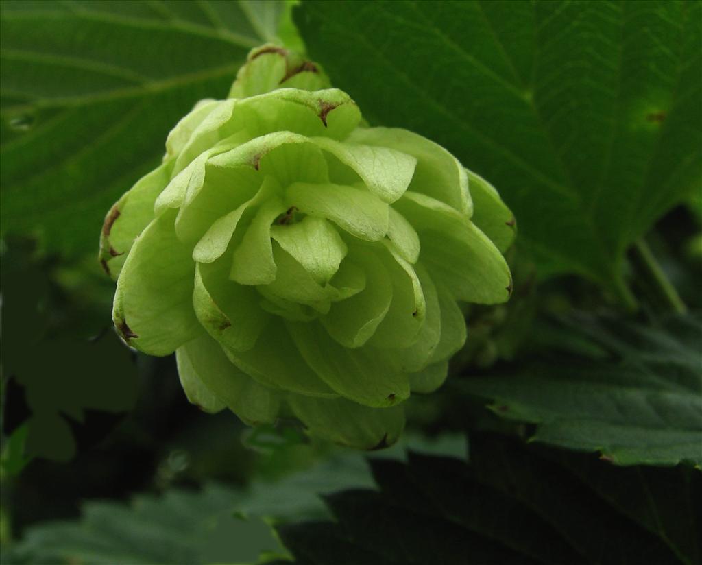 Humulus lupulus (door Bert Verbruggen)