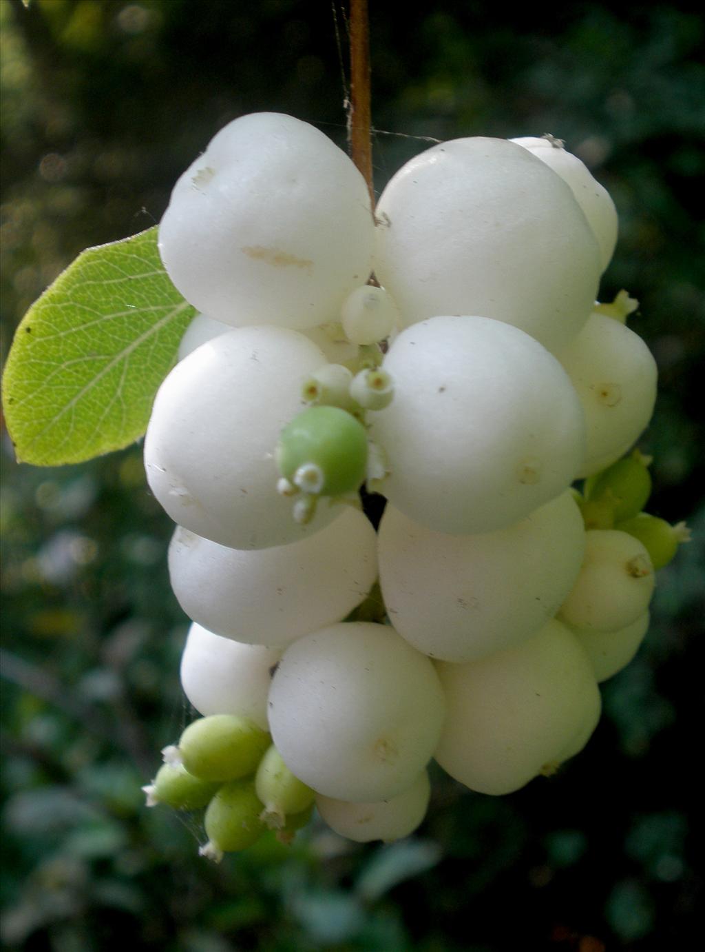 Symphoricarpos albus (door Bert Verbruggen)