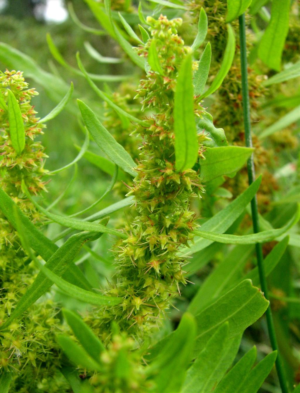 Rumex maritimus (door Bert Verbruggen)