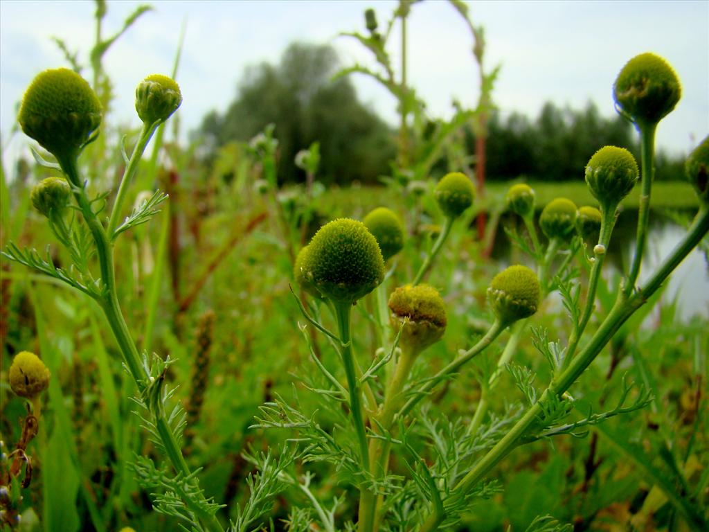 Matricaria discoidea (door Joop Verburg)