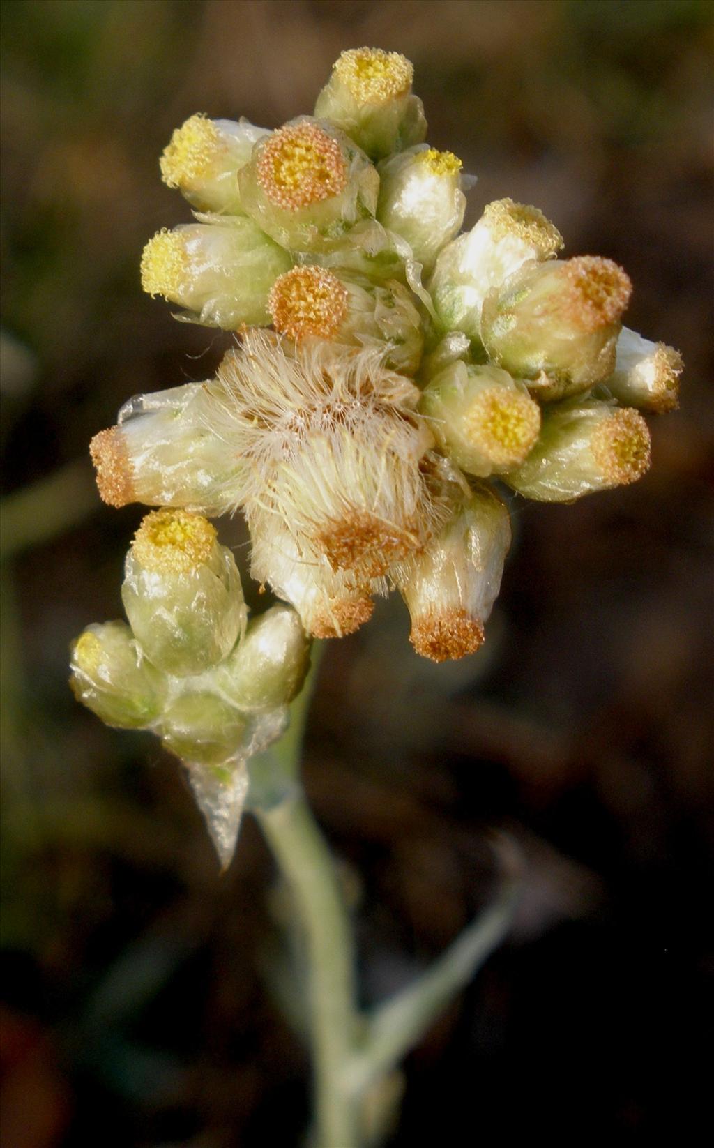 Pseudognaphalium luteoalbum (door Bert Verbruggen)